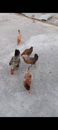 4 Egg-laying Hens & 1 Murga for Sale - Serious Buyers Only countect me