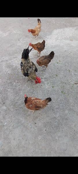 4 Egg-laying Hens & 1 Murga for Sale - Serious Buyers Only countect me 1