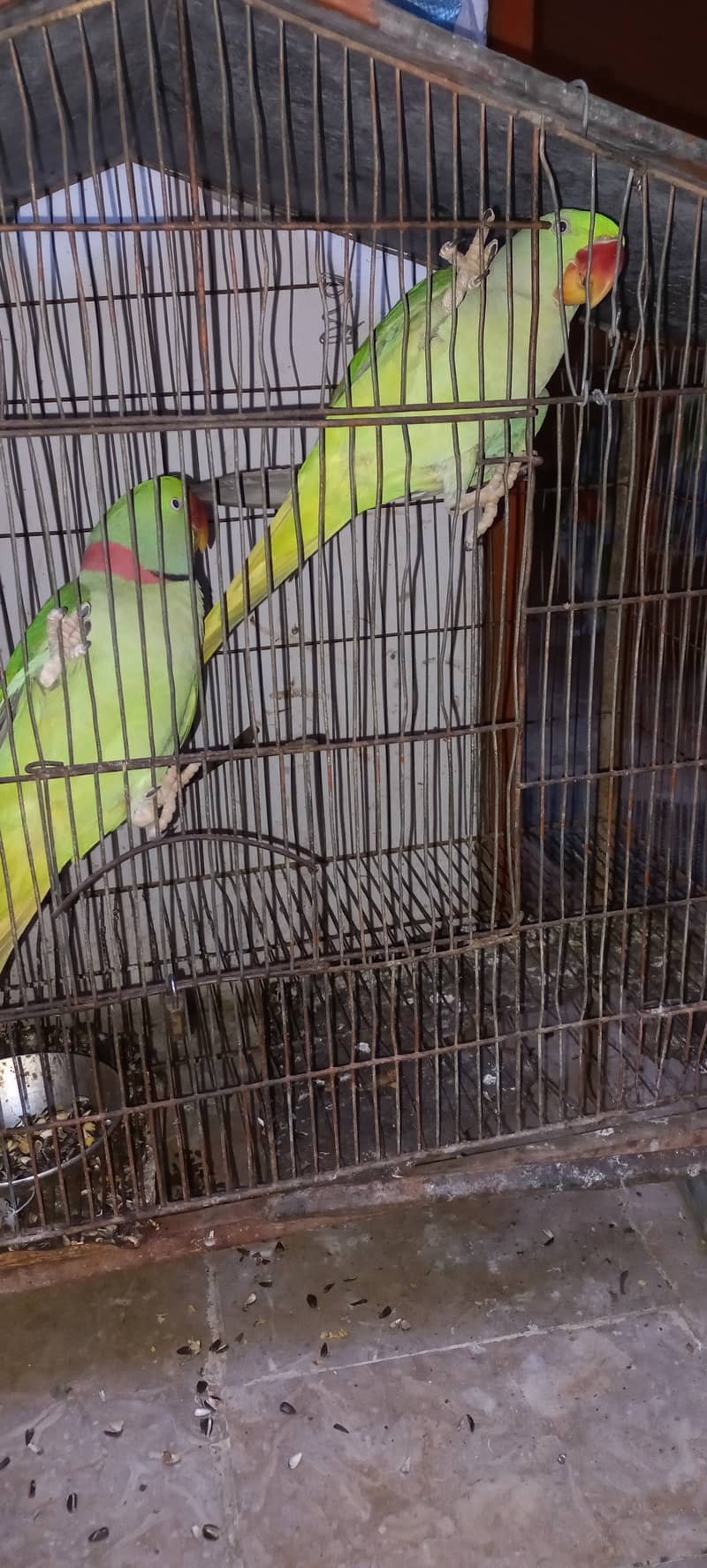 Beautiful Row Parrots Chick's & Breeder available Pahari Tota Kashmiri 9