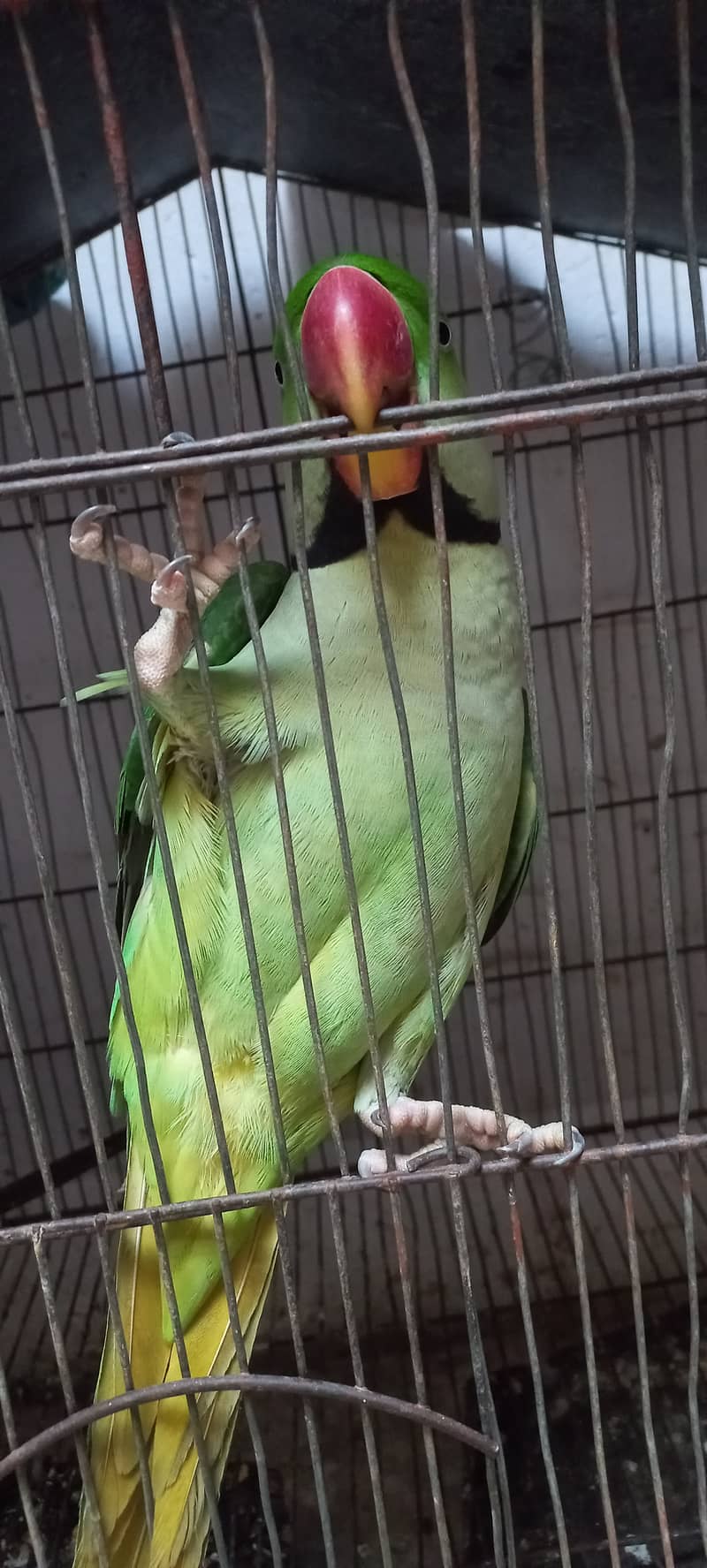 Beautiful Row Parrots Chick's & Breeder available Pahari Tota Kashmiri 11