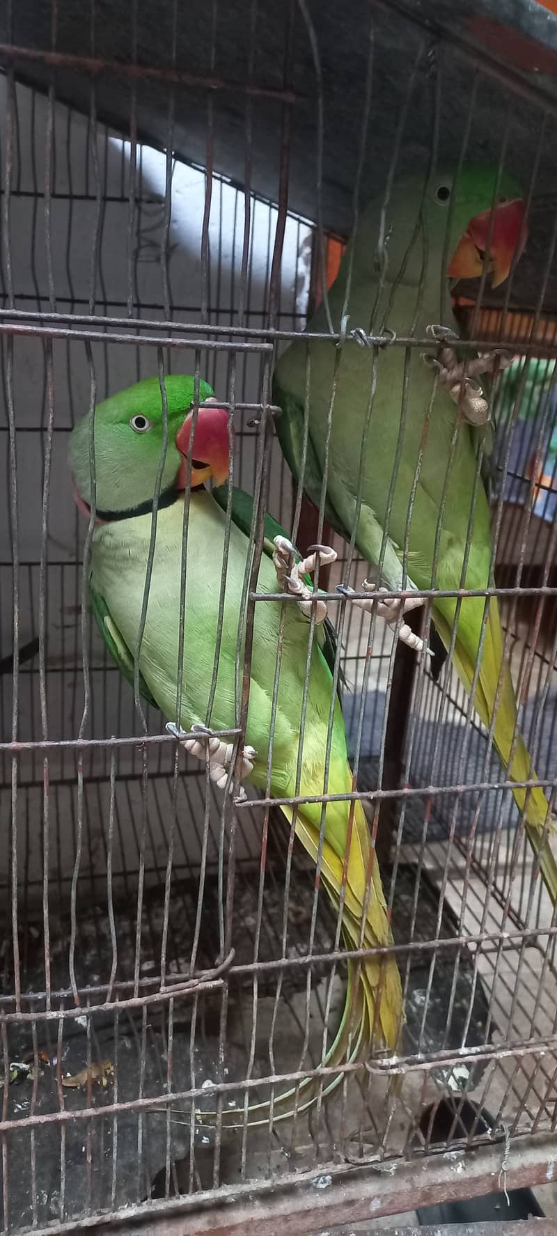 Beautiful Row Parrots Chick's & Breeder available Pahari Tota Kashmiri 13