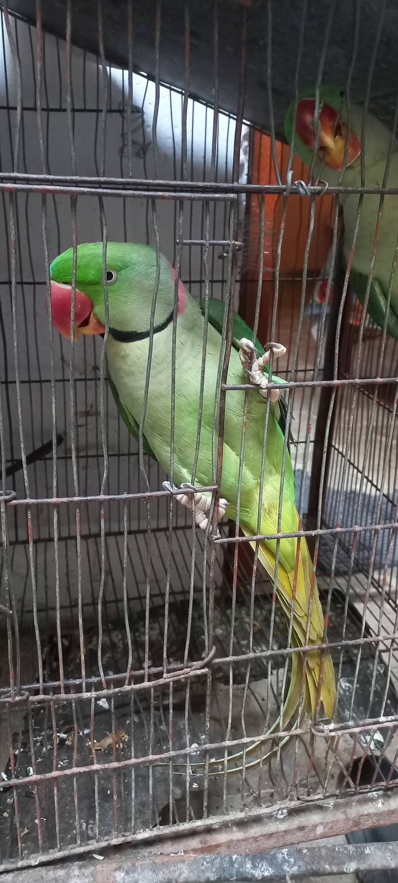 Beautiful Row Parrots Chick's & Breeder available Pahari Tota Kashmiri 15