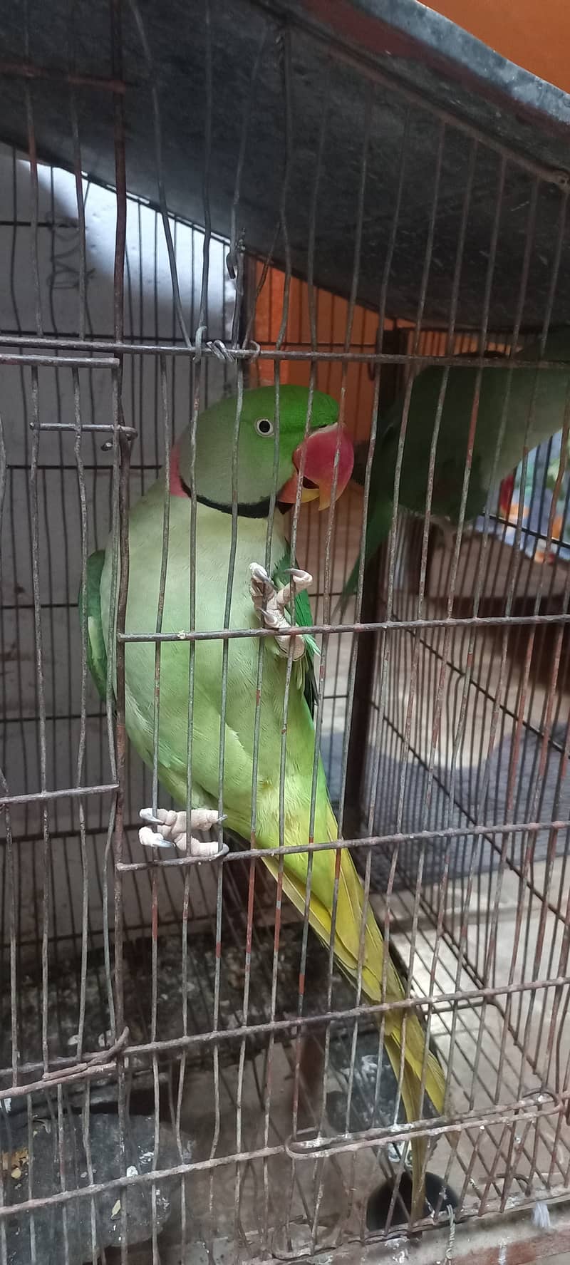 Beautiful Row Parrots Chick's & Breeder available Pahari Tota Kashmiri 16