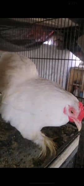 pure white Mashallah bantam breeder 1pair available for sale fancy hen 3