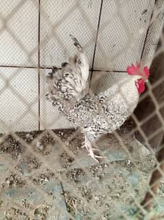 Plymouth rock cross Male 1.5 year old