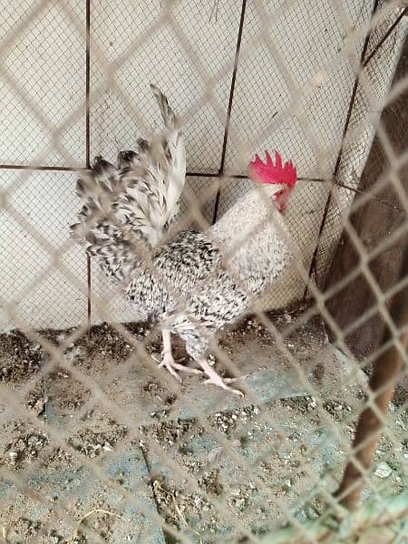 Plymouth rock cross Male 1.5 year old 2