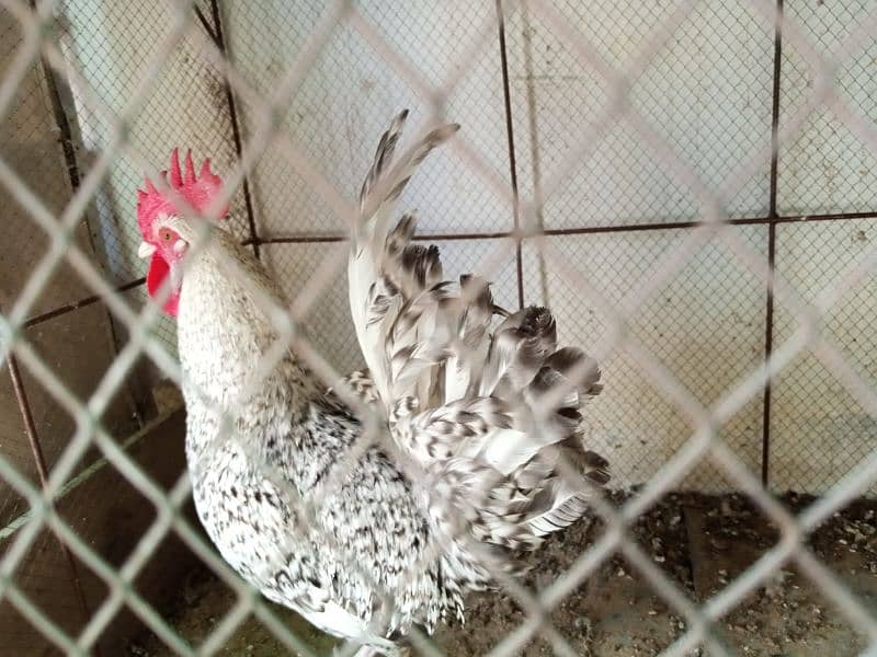 Plymouth rock cross Male 1.5 year old 4