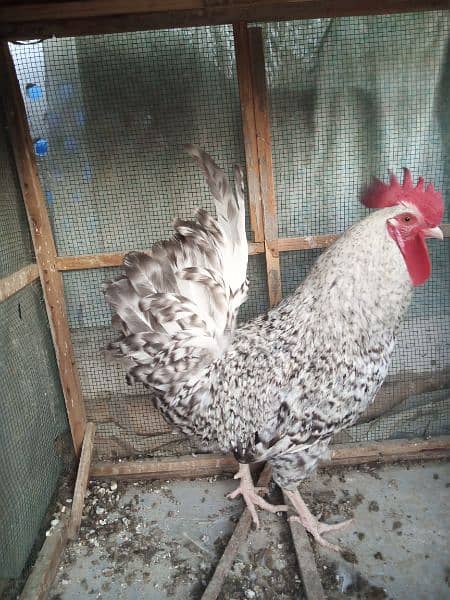 Plymouth rock cross Male 1.5 year old 7