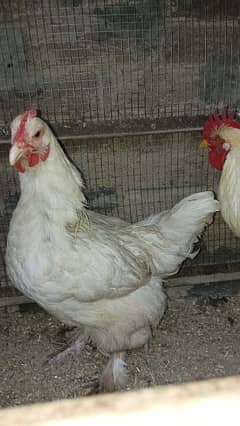 White heavy buff pair for sale 0