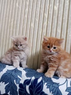 persian kittens for sale 0
