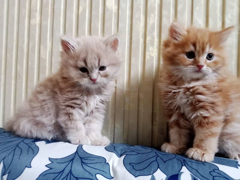 persian kittens for sale 2