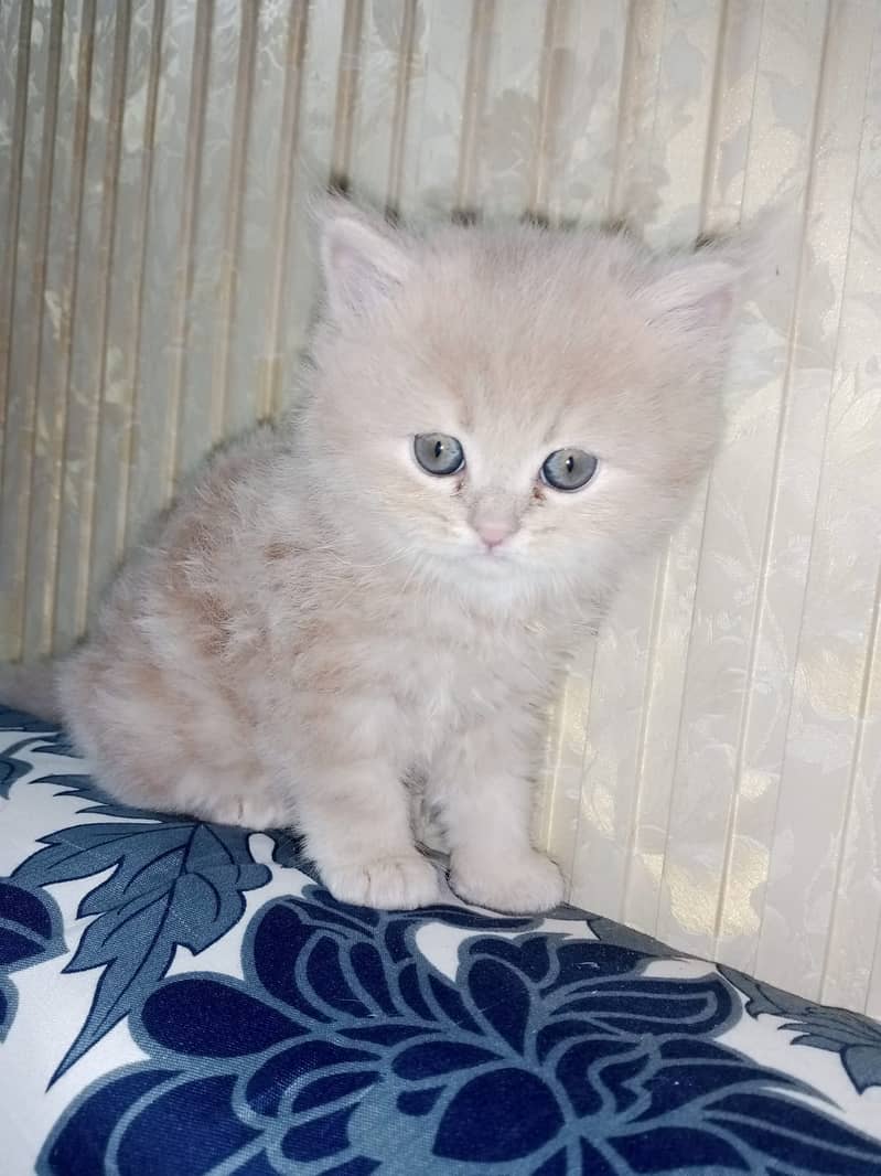 persian kittens for sale 3