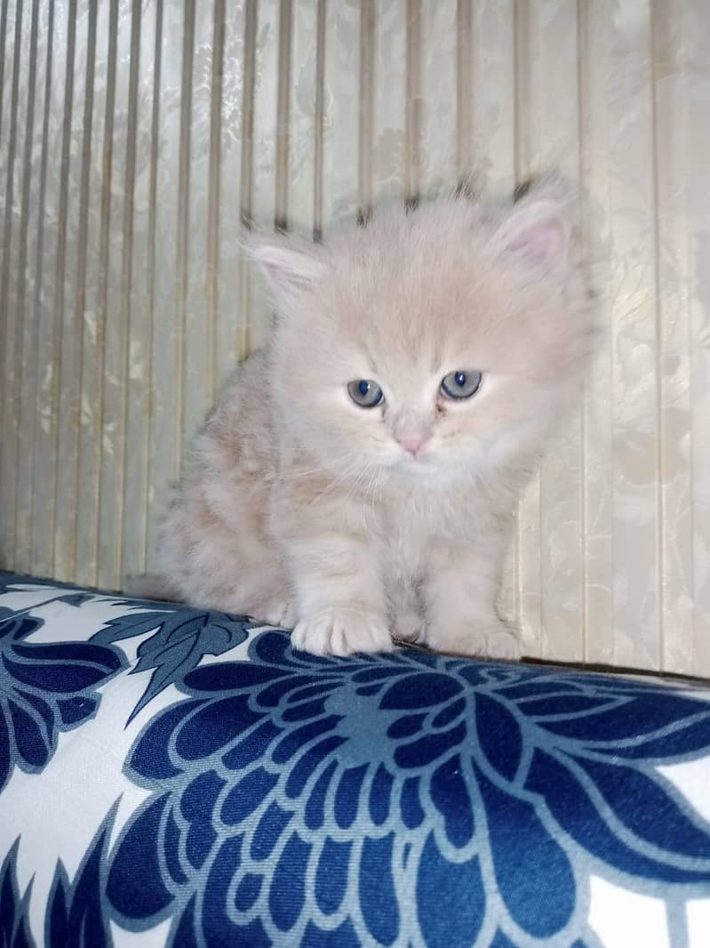 persian kittens for sale 4
