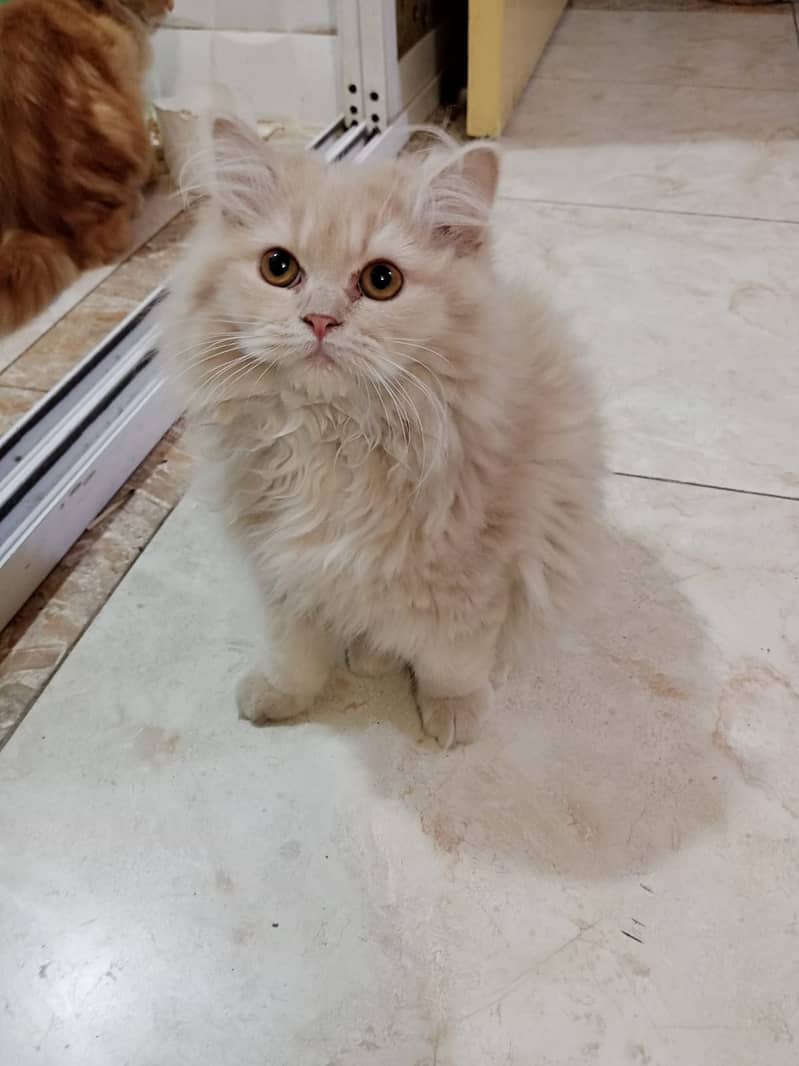 persian kittens for sale 8