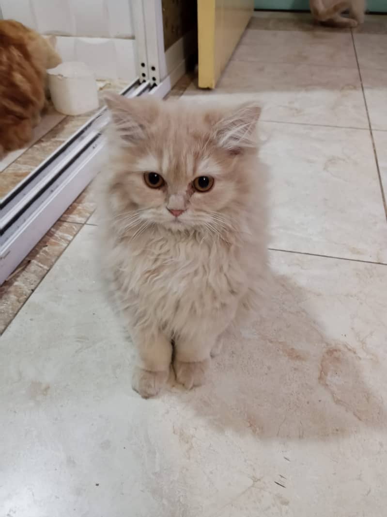 persian kittens for sale 9