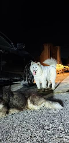 Rare white siberian husky female extreme quality 0
