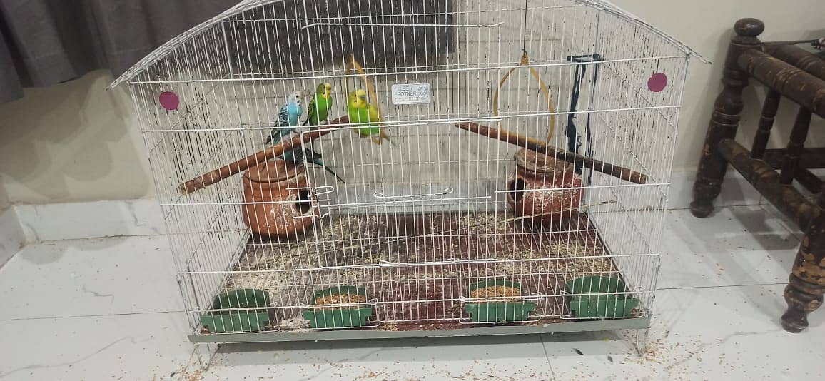 Australian Parrots 02 Pair with new large cage 2