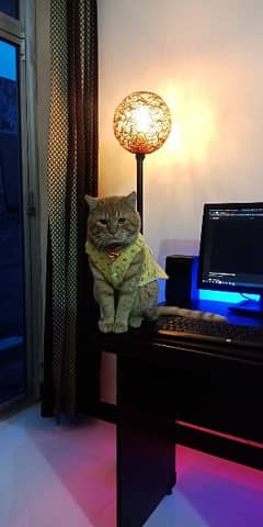 Orange tabby cat for adoption