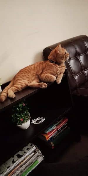 Orange tabby cat for adoption 1