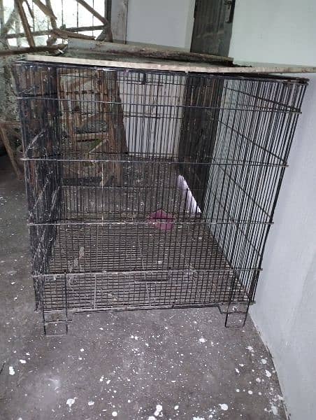 Birds nd cage 8