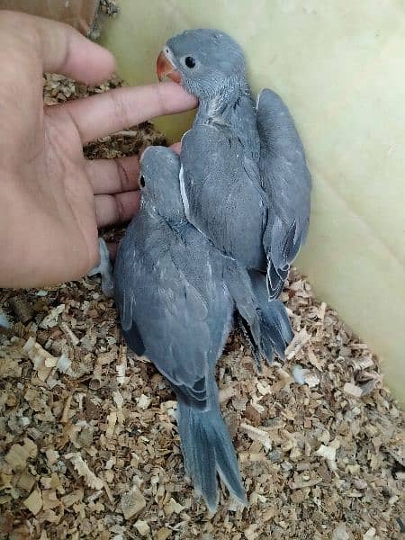 Grey and silver Ringneck 1