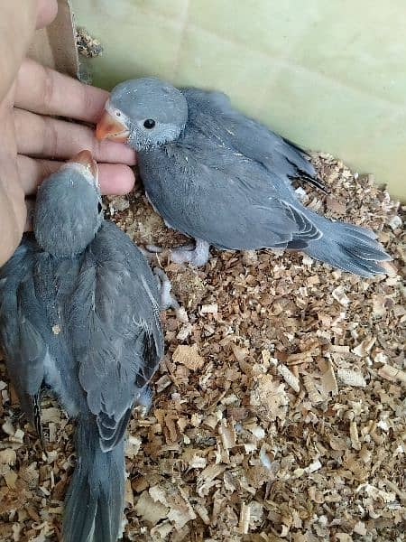 Grey and silver Ringneck 2