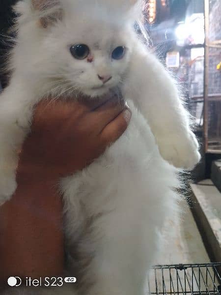 kitten for sale 2