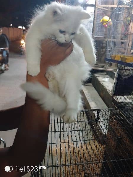 kitten for sale 6