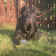 Cane Corso Pair imported with papers 1.5 years