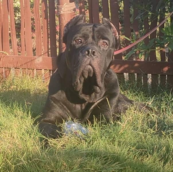 Cane Corso Pair imported with papers 1.5 years 0