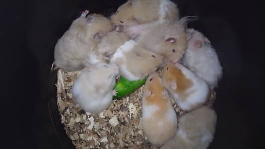 Hamster sale / Exchange possible any thing