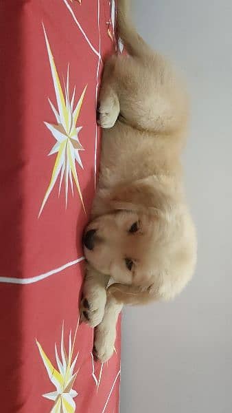 Golden Retriever Puppies 10