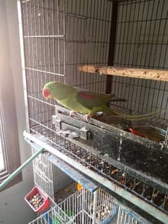 alexandrine parrot breeding pair ( Pahari ) for sale
