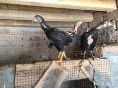 aseel chicks for sell