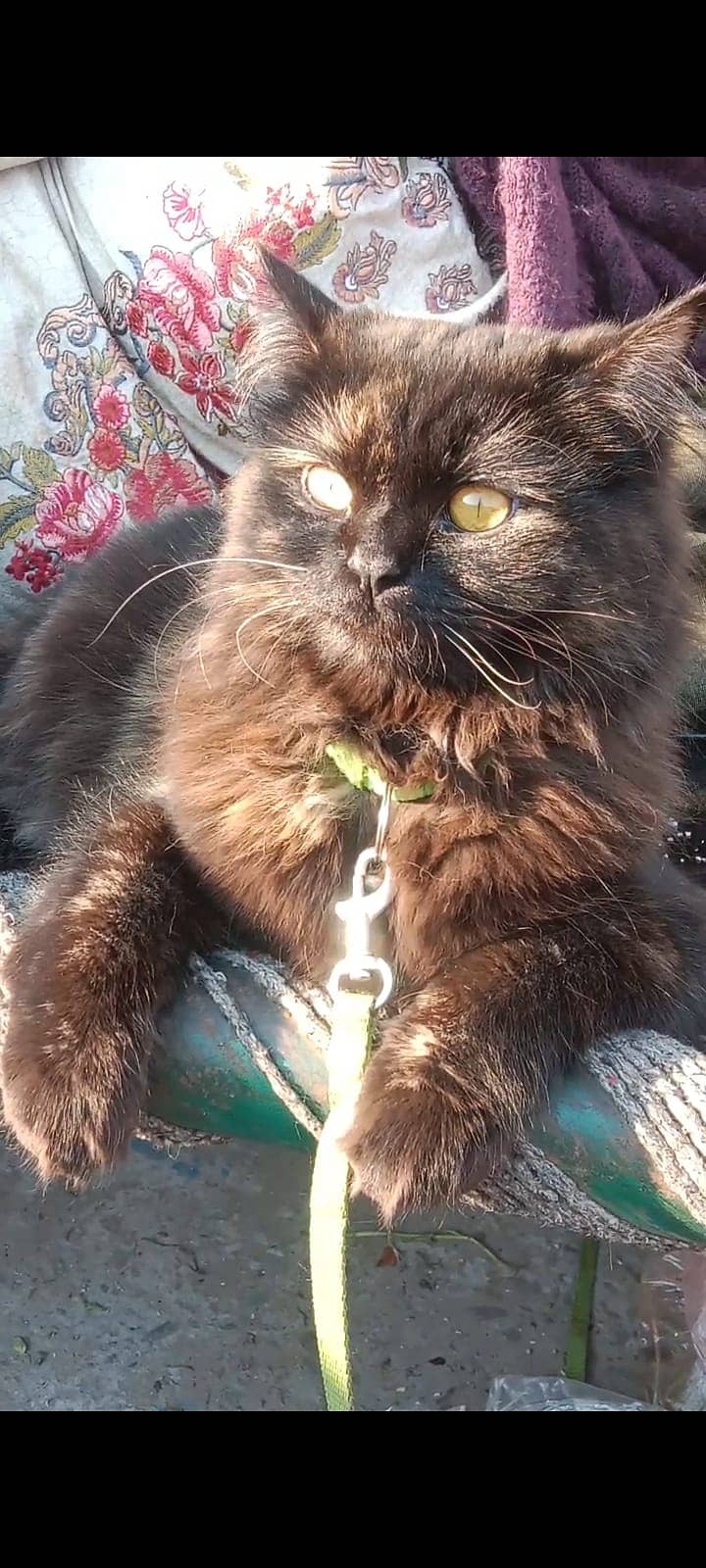Persian Cat. 0