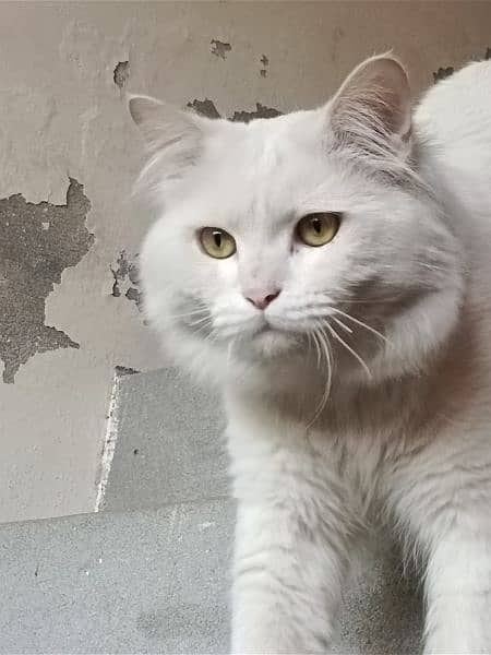 High Quality Persian Cat 1