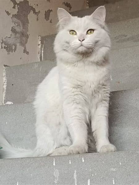High Quality Persian Cat 4