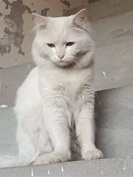 High Quality Persian Cat 5