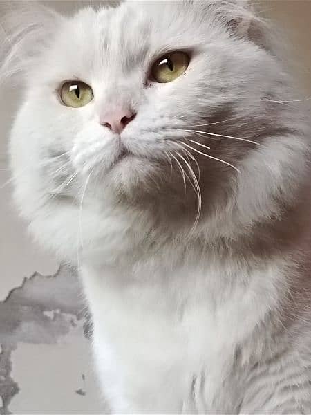 High Quality Persian Cat 6