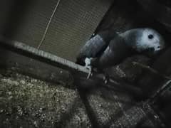 African Grey Parrot 0