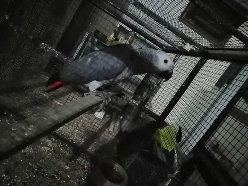 African Grey Parrot 1
