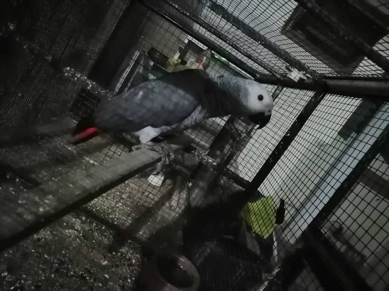 African Grey Parrot 2