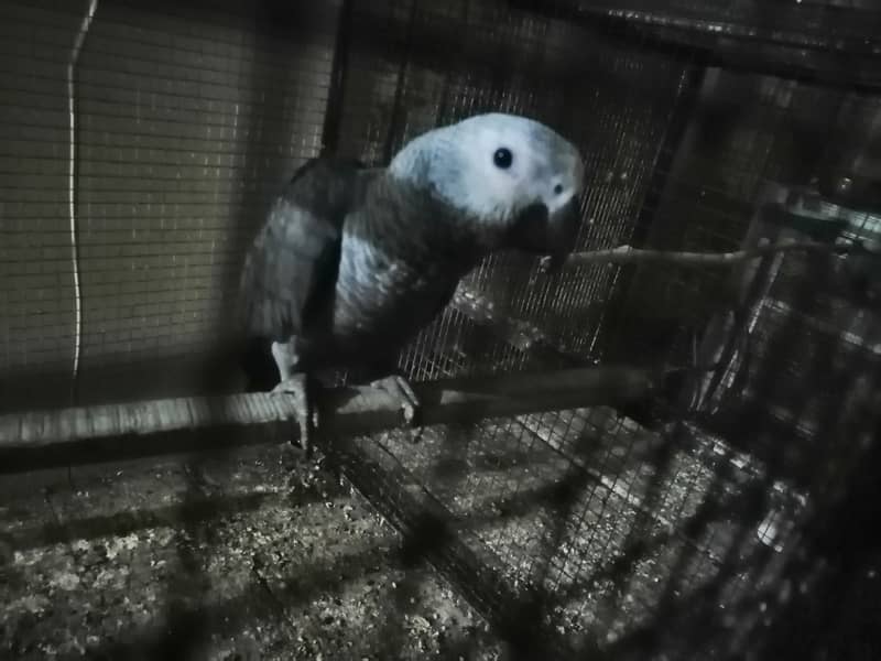 African Grey Parrot 3