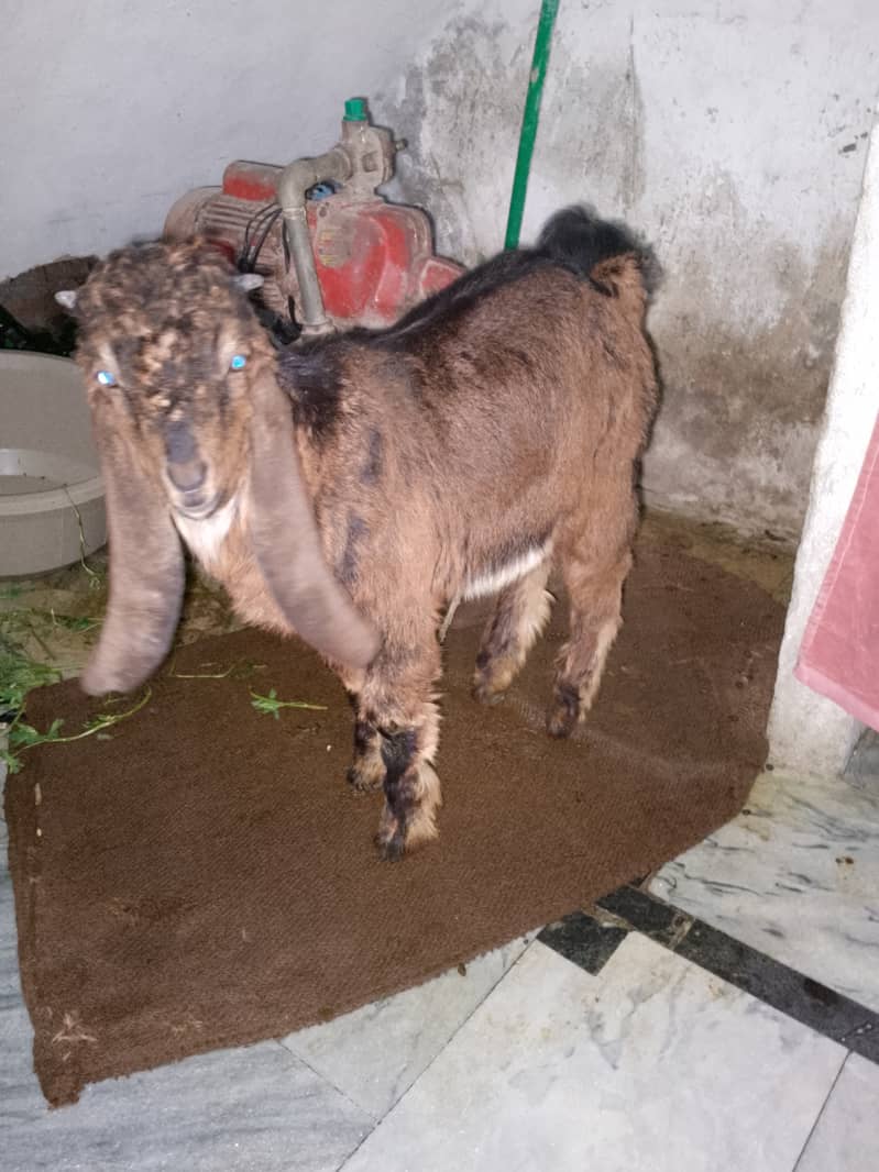 Baby goat / bakri ka bacha 1