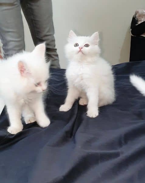 Persian Kittens (Pure White) 2