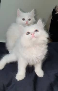 Persian Kittens (Pure White)