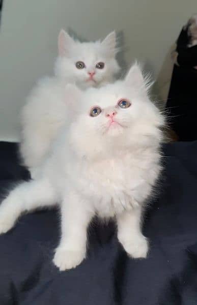 Persian Kittens (Pure White) 3