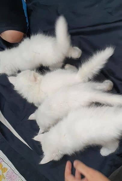 Persian Kittens (Pure White) 4