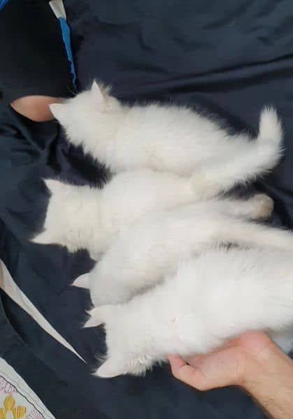 Persian Kittens (Pure White) 5