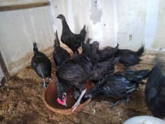 Australorp chicks/hens/ayam cemani roosters